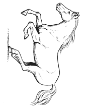 horses coloring page